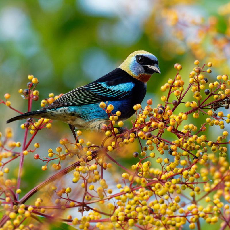 Golden-hooded Tanager - Tangara larvata medium-sized passerine bird.