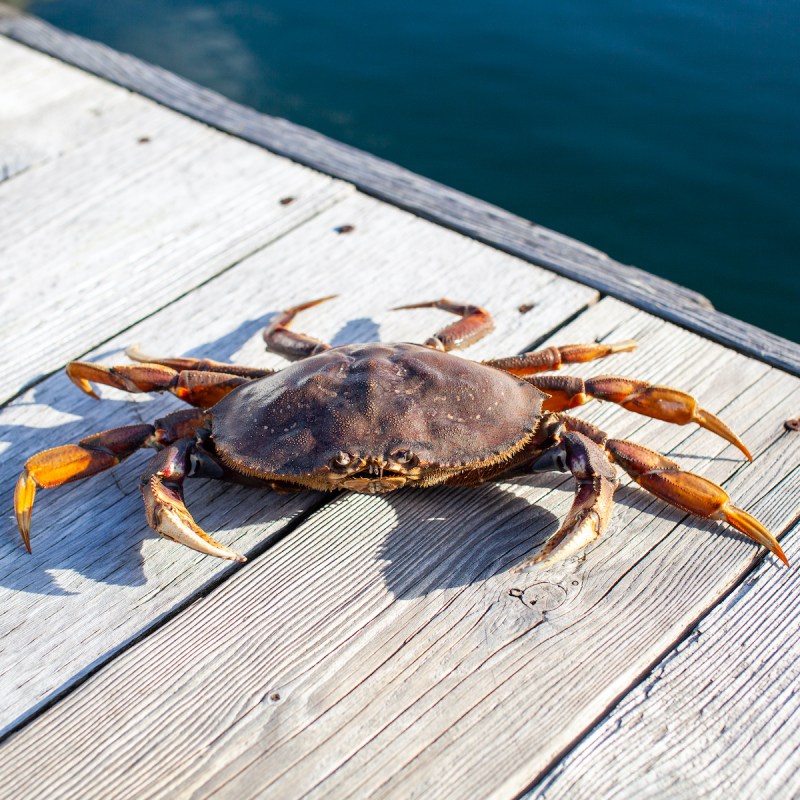 A Dungeness crab sits on a dock