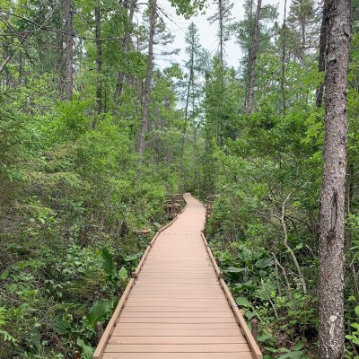 Boardwalk in the forest