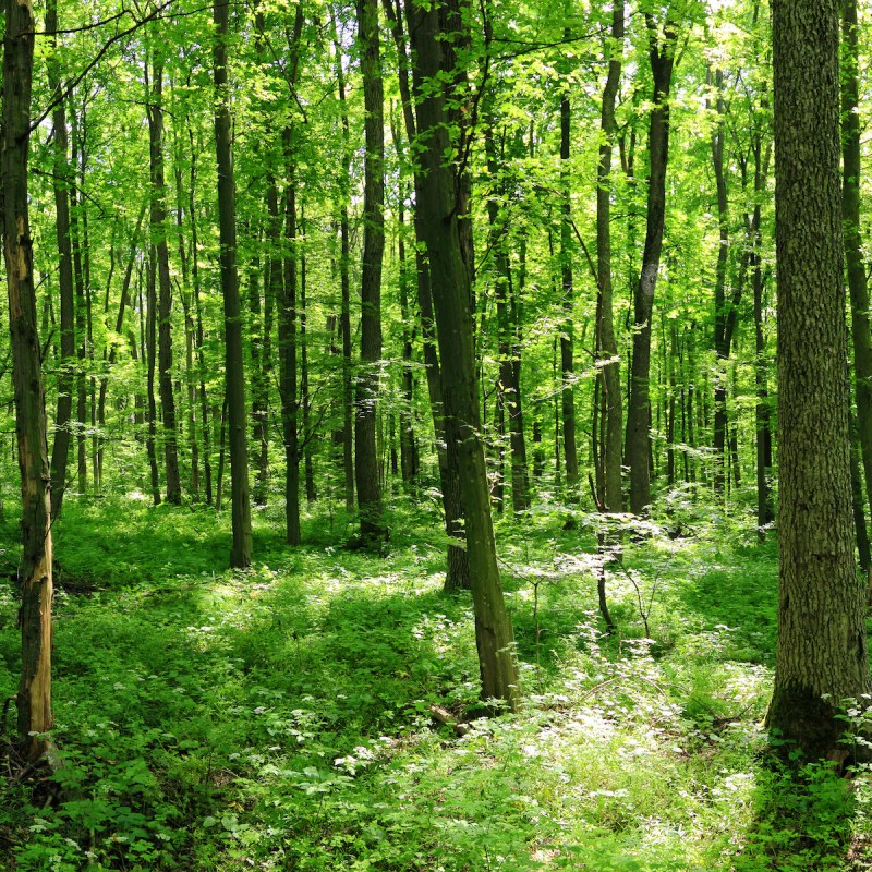 I Tried Forest Bathing In The Canadian Rockies: 6 Amazing Health ...