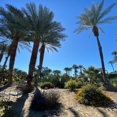 Shields Date Garden, a great day trip from Palm Springs.