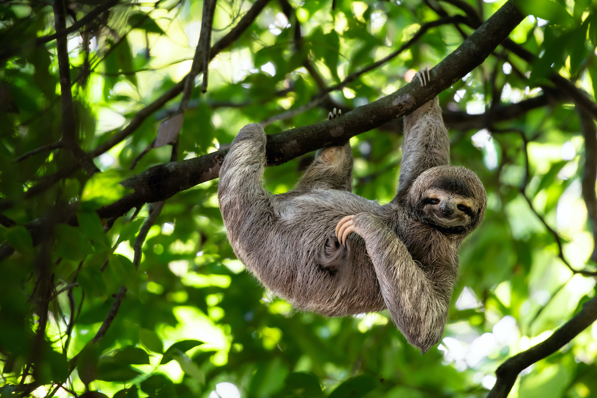 9 Incredible Wildlife Experiences In Costa Rica | TravelAwaits
