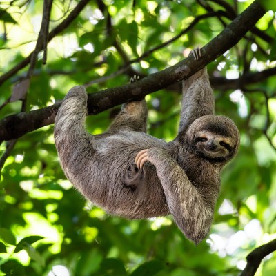 A sloth hanging out in Costa Rica