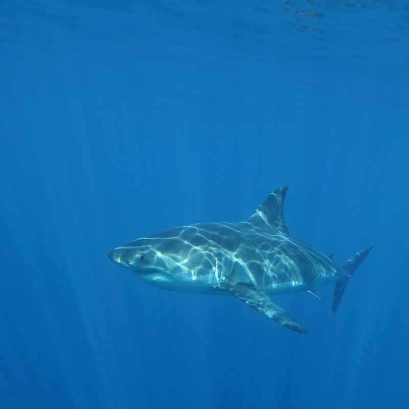 Great white shark.