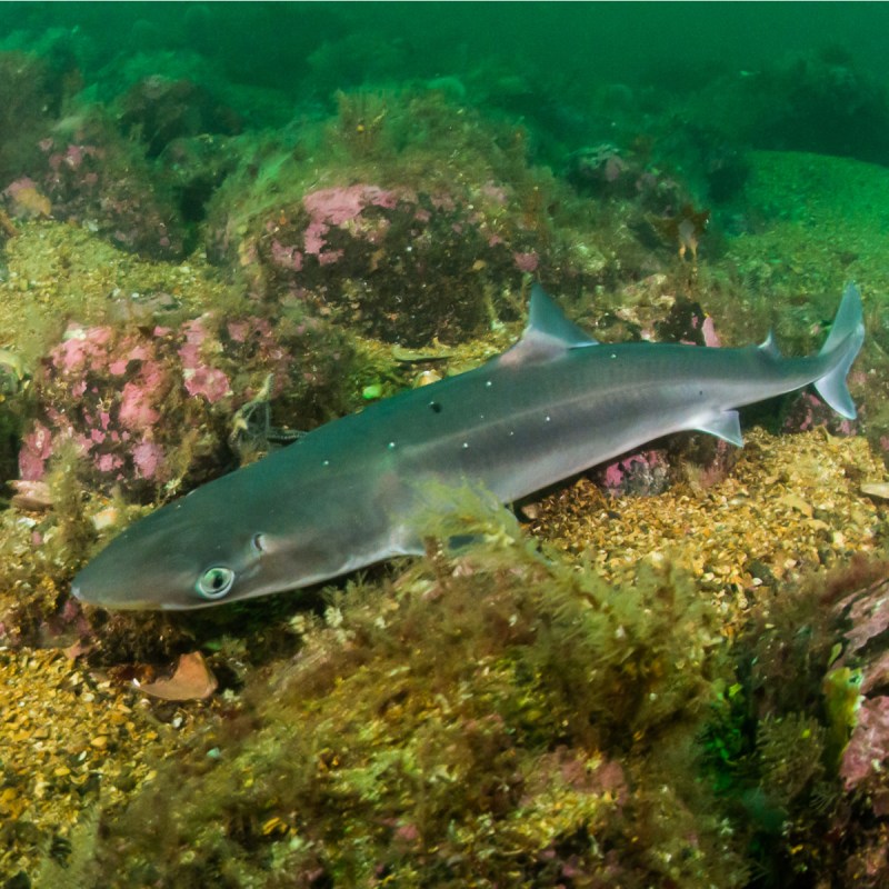 Spiny dogfish, a venomous shark.