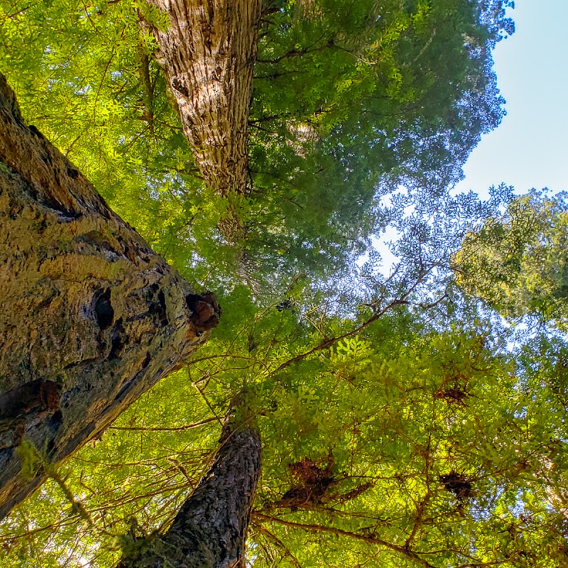 Looking up at Coastal Redwood trees.