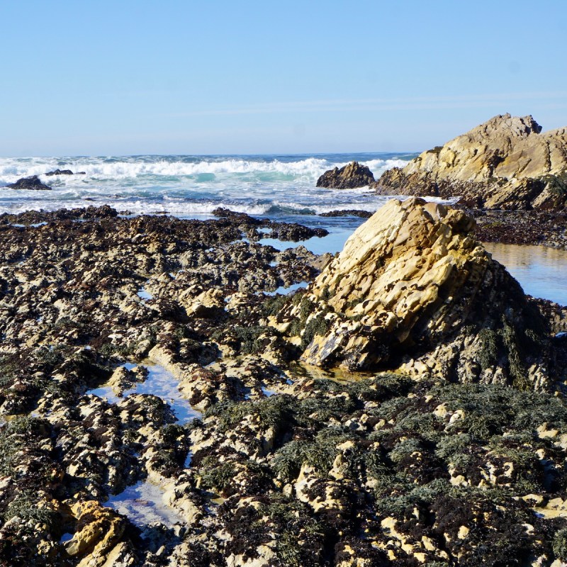 Tidepools - Montana de Oro