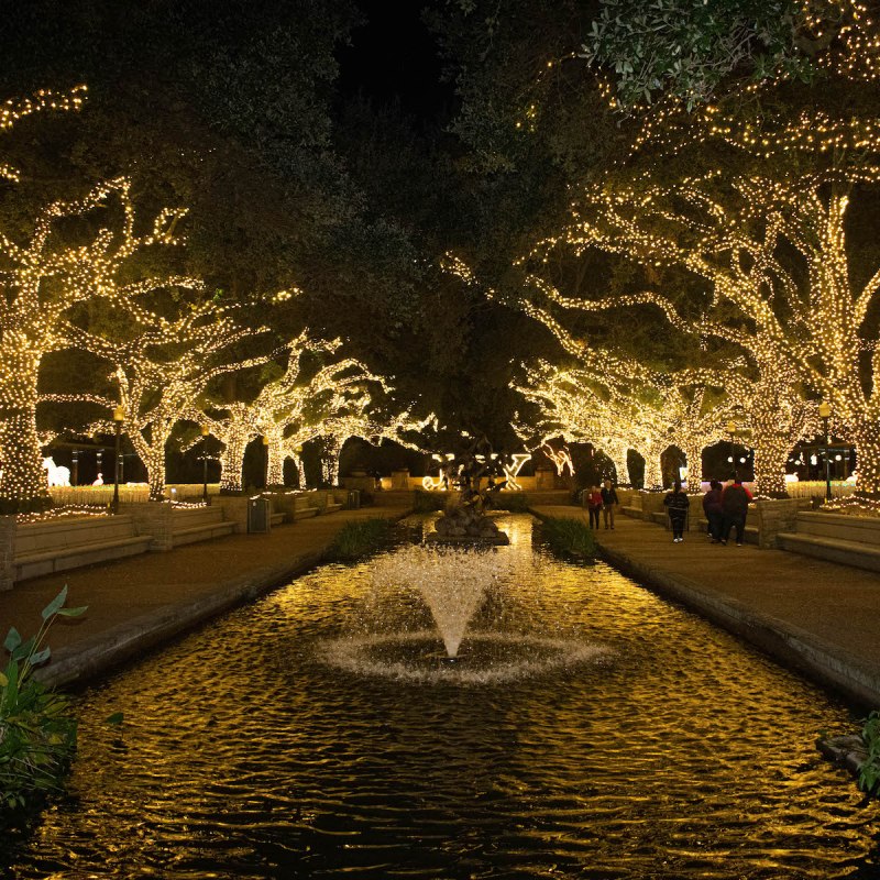 Christmas lights at the Houston Zoo
