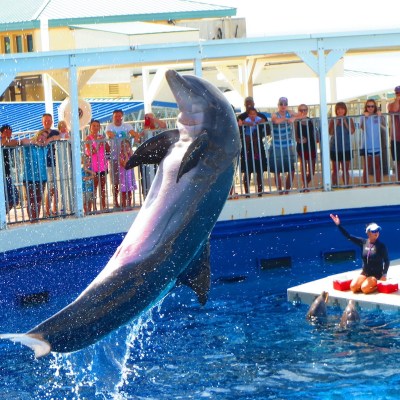 The dolphin show at the Gulfarium in Fort Walton Beach.