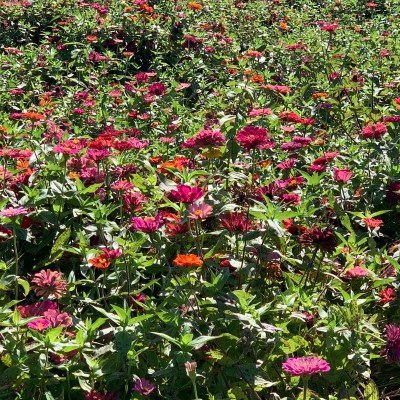 The zinnia field on the Rosary walk is a wonderful addition.