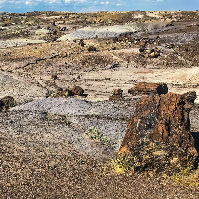 Petrified Forest National Park