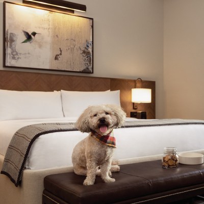 Dog by bed at Harpeth Hotel