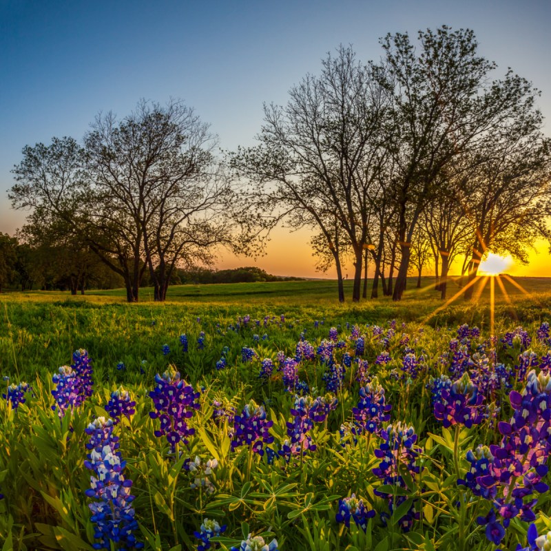 Bluebonnet field in Ennis, Texas.