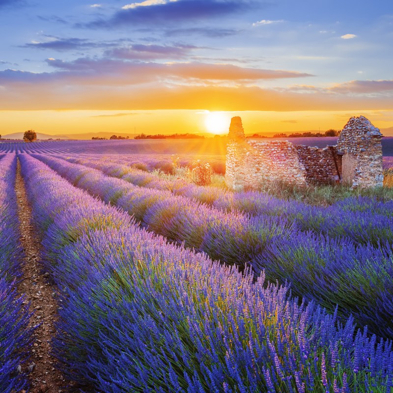 Sunset over a lavender field in Valensole, Provence, France.