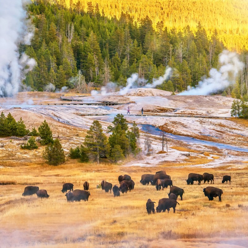 A sunset landscape at the Upper Geyser Basin in Yellowstone National Park.