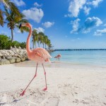 Flamingos on the beach. Aruba island.