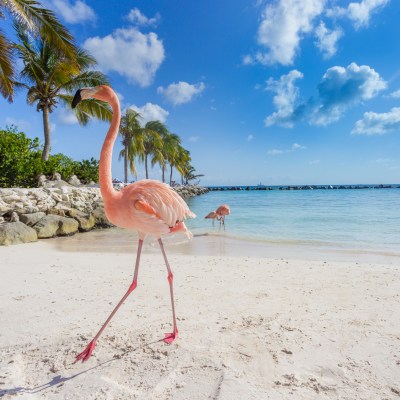 Flamingos on the beach. Aruba island.