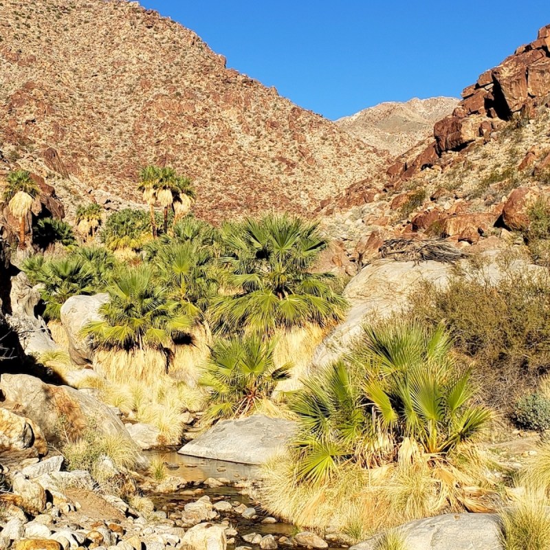 Borrego Palm Canyon