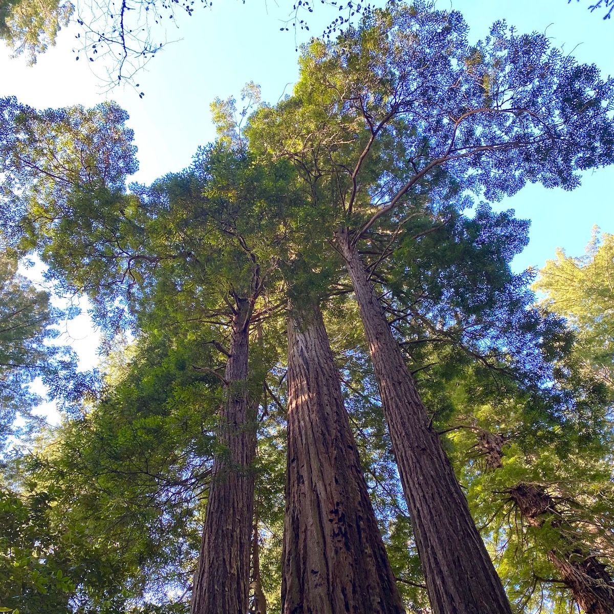 Lady Bird Johnson Grove in Redwood National Park.