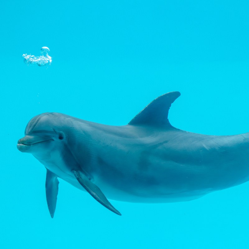 Bottlenose dolphin at the Texas State Aquarium.