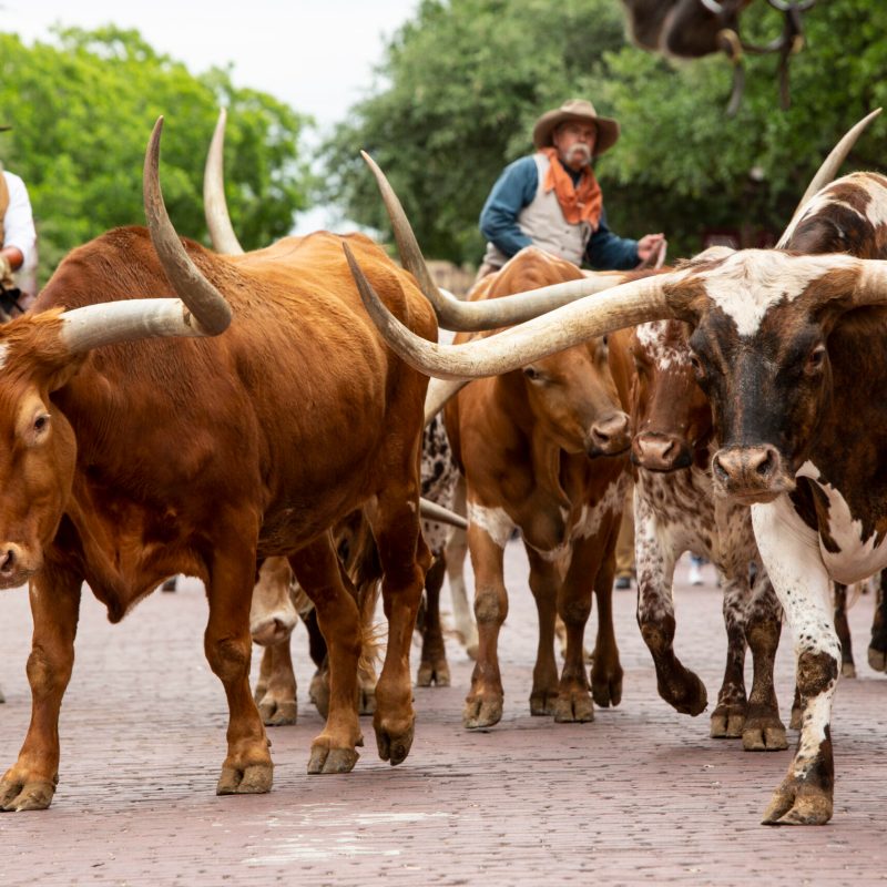 Fort Worth Stockyards longhorn cattle drive