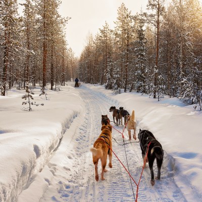 Husky dogs sled in Rovaniemi, Lapland in Finland