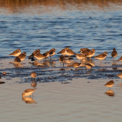Flock of semipalmated plovers in Galveston, Texas
