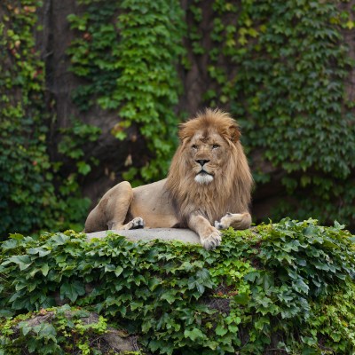 Lion at the Lincoln Park Zoo in Chicago, Illinois