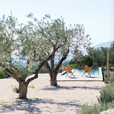 Olive Trees on the land of Opora Country Living