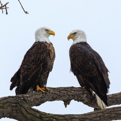 A pair of bald eagles in Keokuk, Iowa.