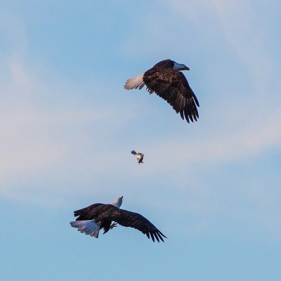 Eagles battle over some food at Kirwin National Wildlife Refuge.