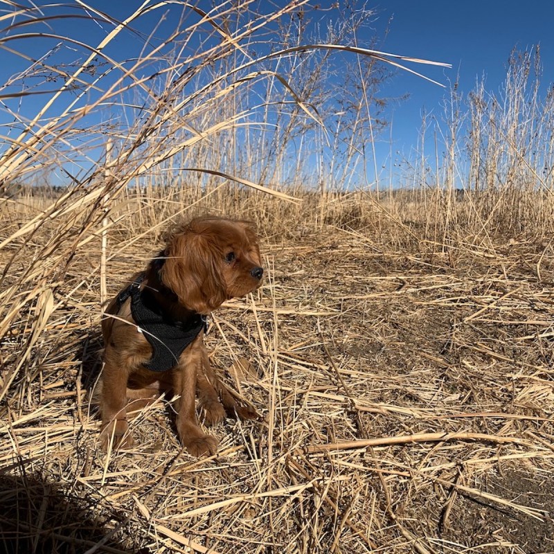 Dog out at a dog park.