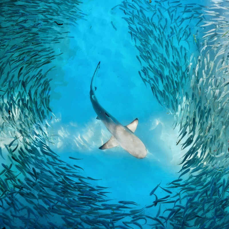 Shark and small fishes in ocean