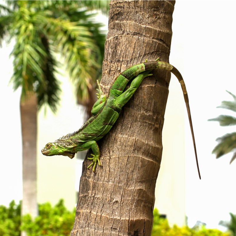 Green iguanas (Iguana iguana) are an invasive species in Florida.