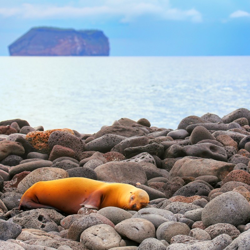 Galapagos sea lion (Zalophus wollebaeki) on rocky shore of North Seymour Island, Galapagos National Park, Ecuador.