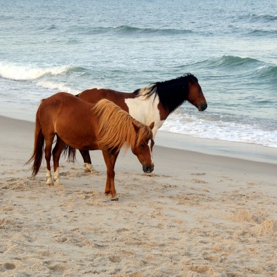 wild horses on the beach, Assateague island, USA