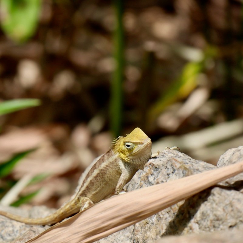 Changeable lizard at the Singapore Botanic Gardens