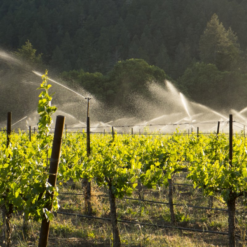 Irrigation systems in a Mendocino County, California, vineyard.