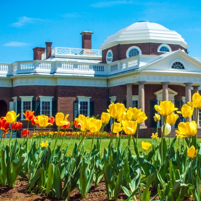 Yellow tulips with Monticello Home in background - Spring Garden in Charlottesville, Virginia.