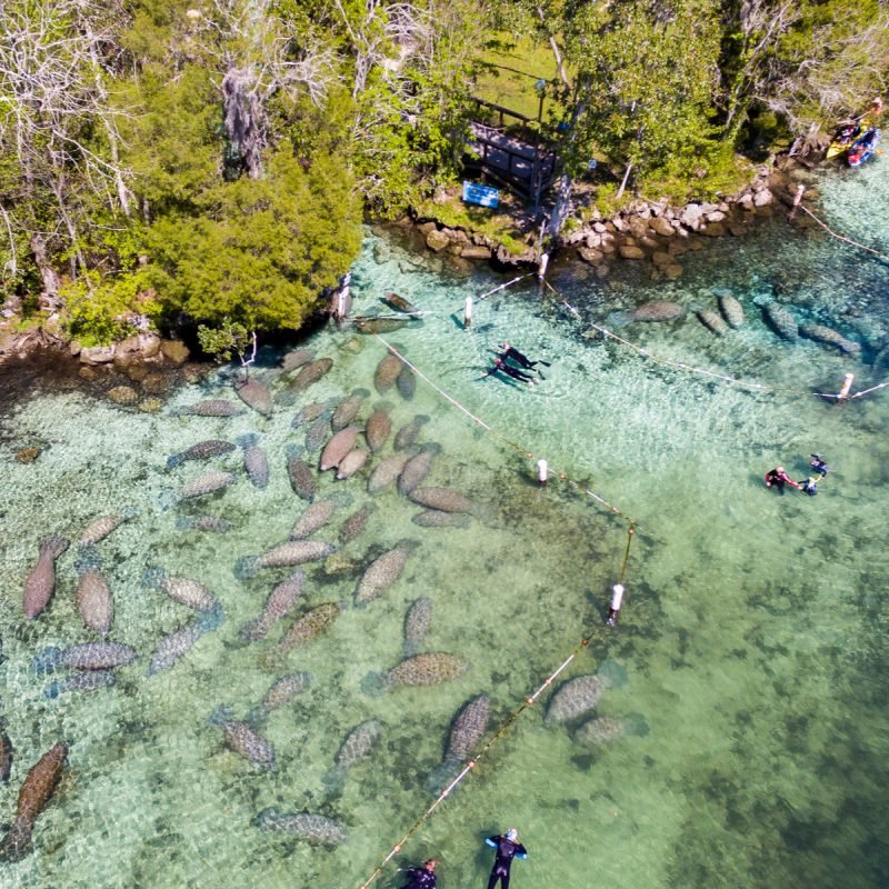 Swimming with manatees at Crystal River, FL.