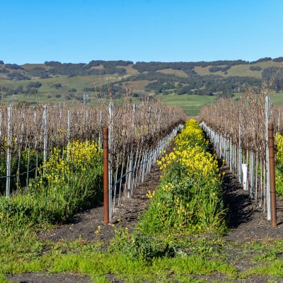 Napa Valley Mustard Season Vineyard