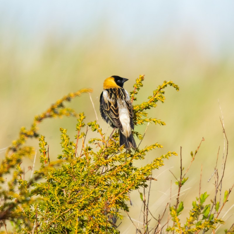 Bobolink at Tawas Point State Park