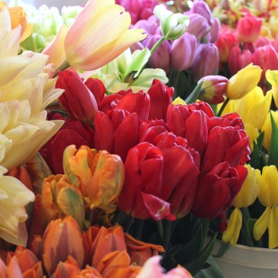 Tulips from Washington's Skagit Valley