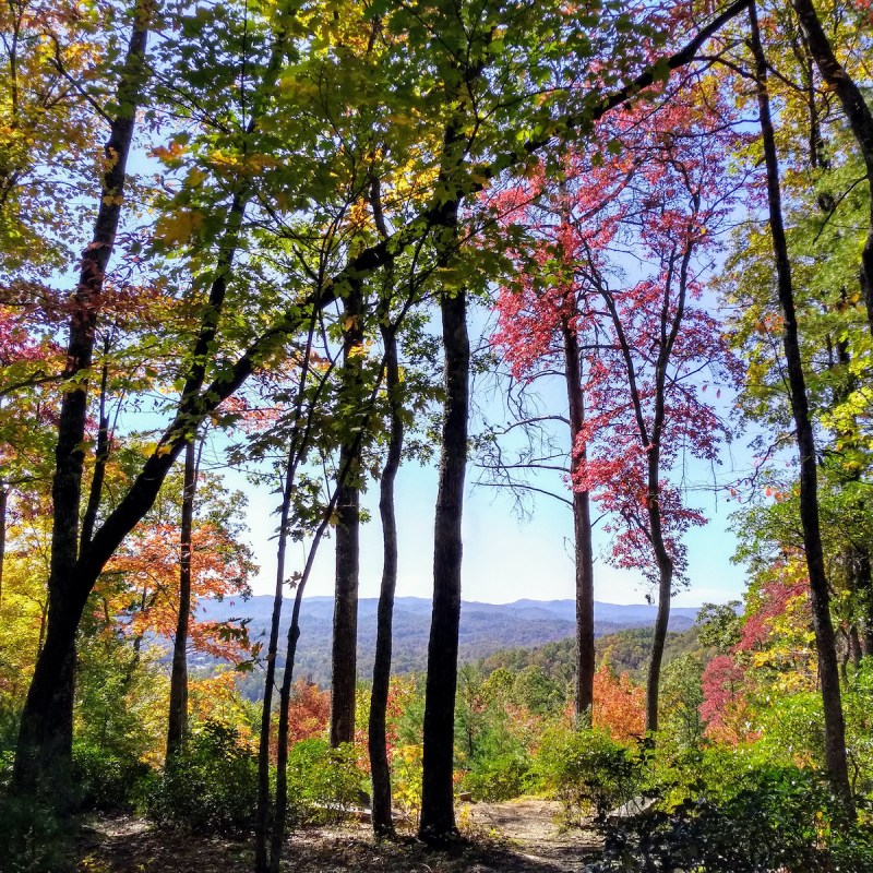 Pisgah National Forest