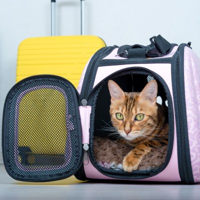 Bengal cat in a soft carrier on the floor next to a suitcase in the living room.