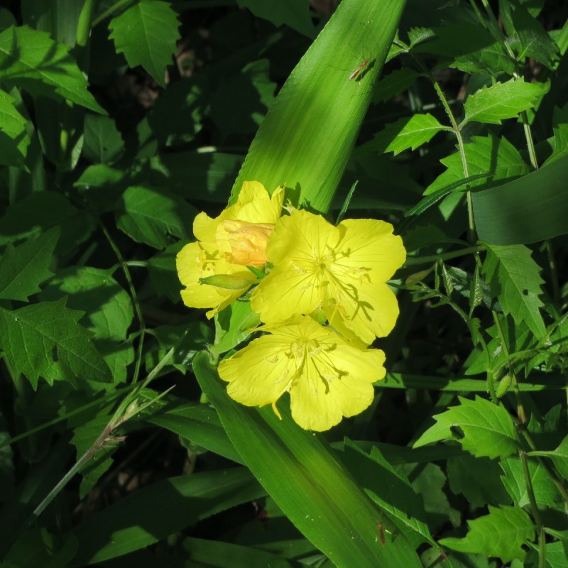 Rainbows of wildflowers fill the rim and floor of Cane Creek Canyon.