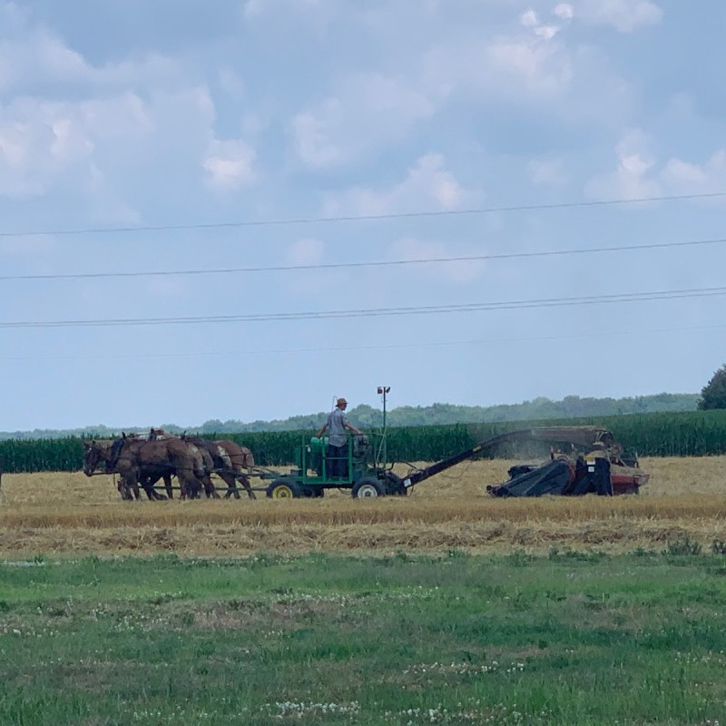 Amish farming at the Illinois Amish Heritage Center near Arthur, Illinois..