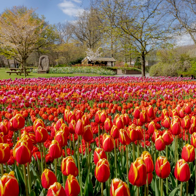 Keukenhof tulips