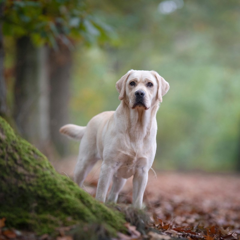 Labrador retriever