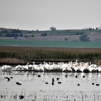 Pelicans in Kansas's Cheyenne Bottoms.